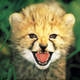 Illustration for article titled BREAKING: Adam Sandler Attacked By Amateur Film Critic Cheetah